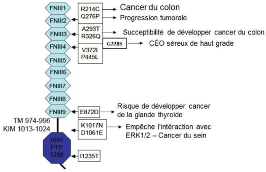 Figure 8. Mutations de DEP-1 dans les cancers humains. 
