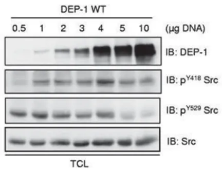 Figure 10. Effets des niveaux d’expression de DEP-1 sur l’activation de Src. (Tiré  de  Spring et al