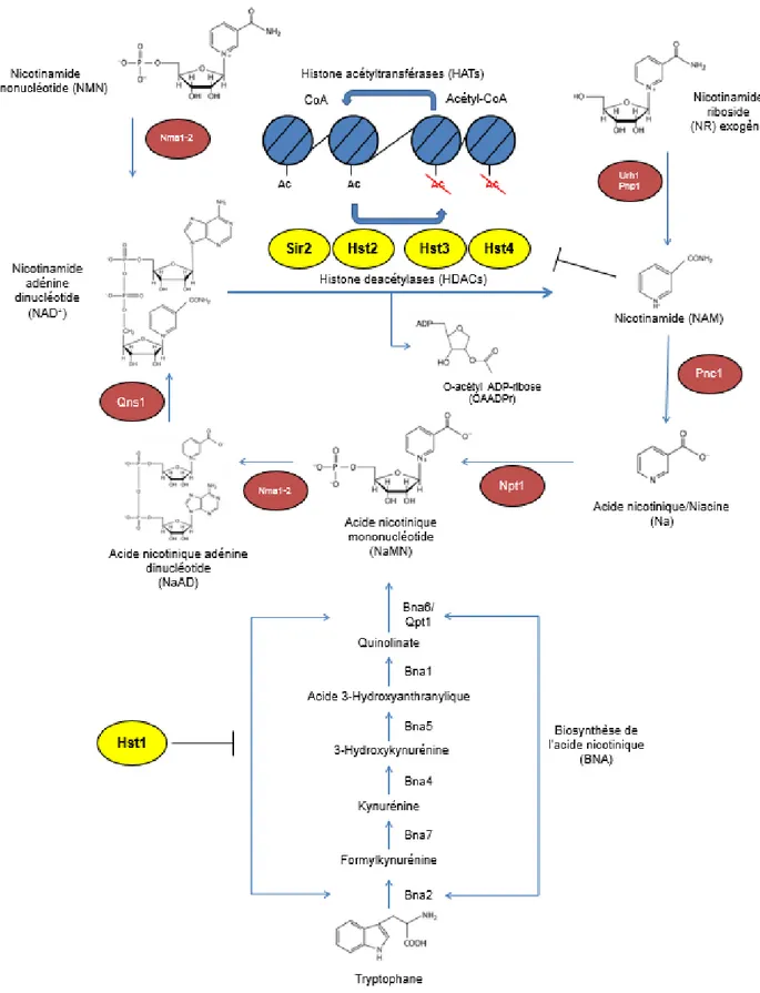 Figure  3 Schématisation  de  la  biosynthèse  du  NAD +   et  mécanisme  d’action  global  des  sirtuines (118,122,126–128) 