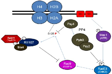 Figure 5 Régulation de la voie d’activation de la kinase Rad53 par les complexes Slx4- Slx4-Rtt107 et PP4 (195,206,218) 