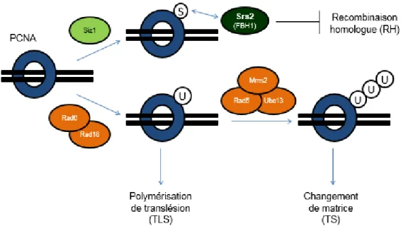 Figure  7  Modifications  post-traductionnelles  de  PCNA  dans  la  réparation  post- post-réplicative (233) 