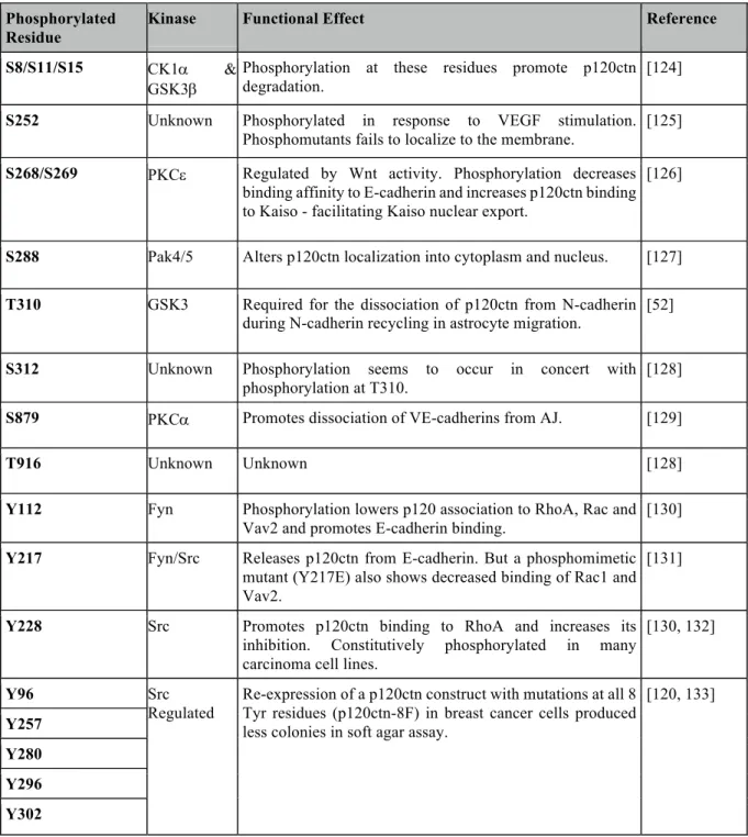 Table  2:  Identified  phosphorylation  sites  on  p120ctn  and  the  effects  of  site-specific  modifications on p120ctn function