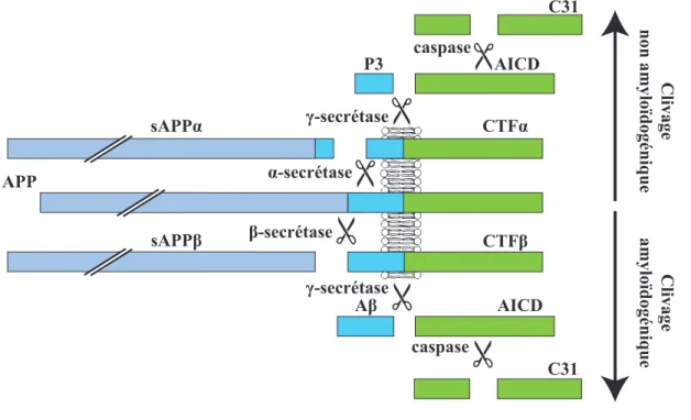 Figure 1.  Clivage de l’APP  