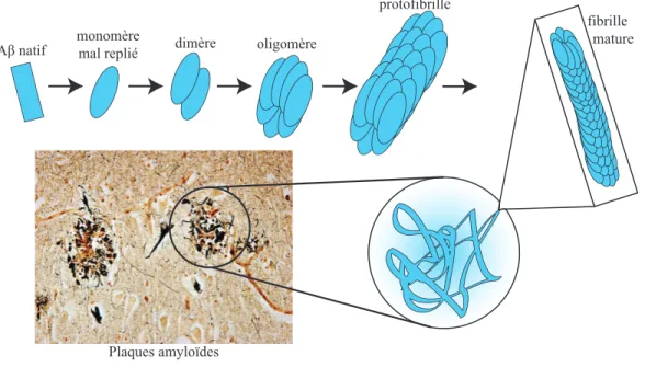 Figure 3.  Agrégation de l’Aβ 