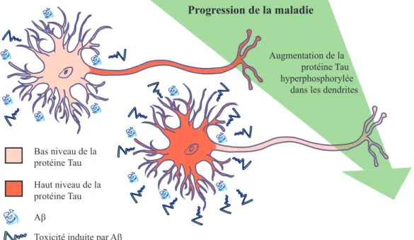Figure 6.  Hypothèse  de  l’axe  de  la  protéine  Tau  proposée  par  Ittner  et  Götz 
