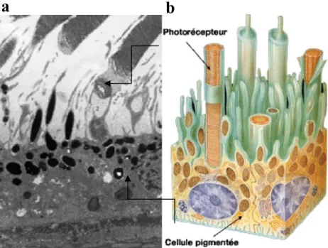 Figure 3: Représentation de l’épithélium pigmentaire rétinien 