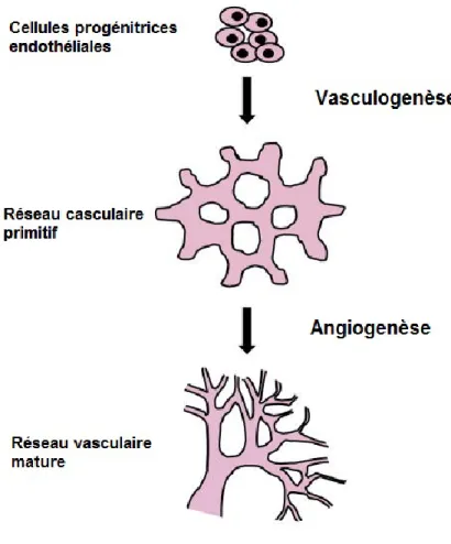 Figure 5: Vasculogenèse et angiogenèse 