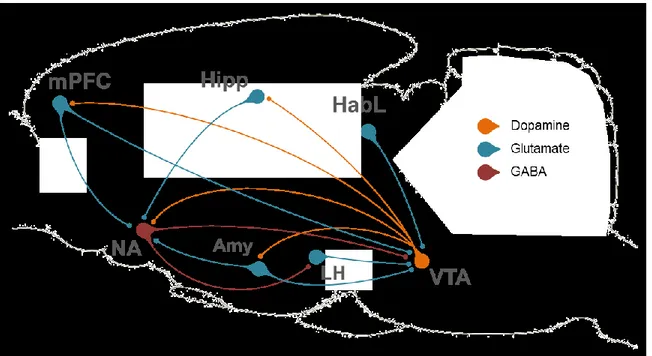 Figure  1:  Représentation  des  principales  connexions  dopaminergiques,  GABAergiques  et 