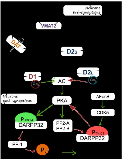 Figure 3 : Voies de signalisation engagées par la dopamine et les récepteurs de type D1 et D2