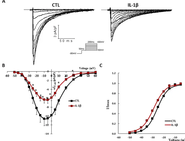 Figure 5. Effects of IL-1β on I CaL  in N-hiPSC-CMs. (A) Typical recordings of I CaL  obtained 