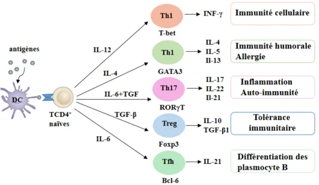 Figure 1. Différenciation des cellules T CD4 +  naïves en cellules T auxiliaires (Th)  