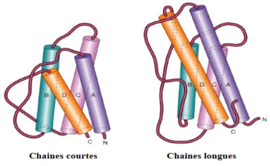 Figure 2. Structure de la famille des cytokines classe I  