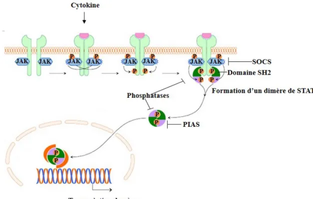 Figure 4. Activation et régulation de la voie JAK/STAT par les cytokines 