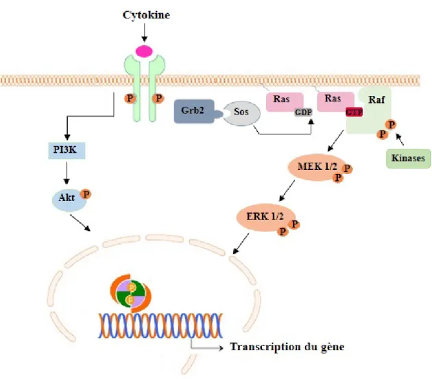 Figure 5. Activation de la voie MAPK et PI3K par les cytokines 