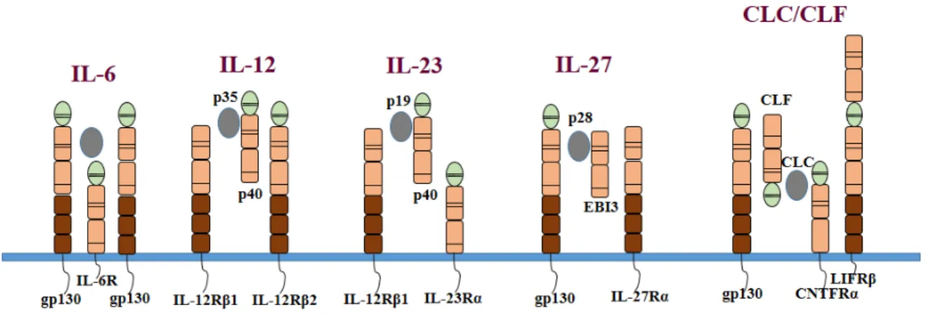 Figure 6. Composition de certaines cytokines de la famille IL-6/IL-12 et leurs récepteurs  IL-6,  IL-12  (p35/p40),  IL-23  (p19/p40),  IL-27(p28/EBI3)  et  CLCF1/CLF  font  partie  de  la  famille  des  cytokines  IL-6/IL-12