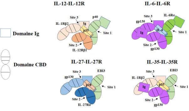 Figure 8. Sites d’interaction des cytokines avec leurs récepteurs, exemple de la famille IL- IL-6/IL-12 