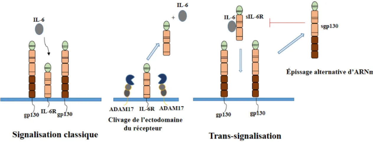 Figure 9. Signalisation classique et trans-signalisation de l’IL-6 