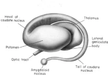 Figure 1: Le striatum ( noyau caudé et putamen)   source http://brainmind.com/BrainLecture1.html 