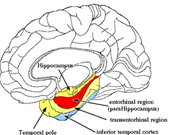 Figure 2: Hippocampe et région parahippocampale.    Source : http://brainmind.com/BrainLecture1.html 