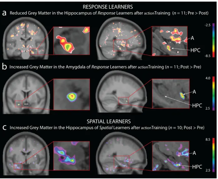 Fig. 2. Impact of 90 hours of laboratory-controlled action video game training ( action Training) 