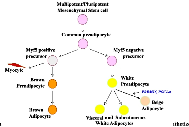 Figure 2. Scheme of Adipogenesis. The different steps of adipogenesis are synthetized  in this figure