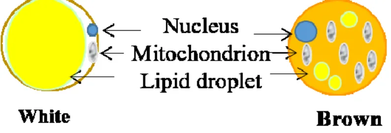 Figure 5. Structure of white and brown adipocytes 