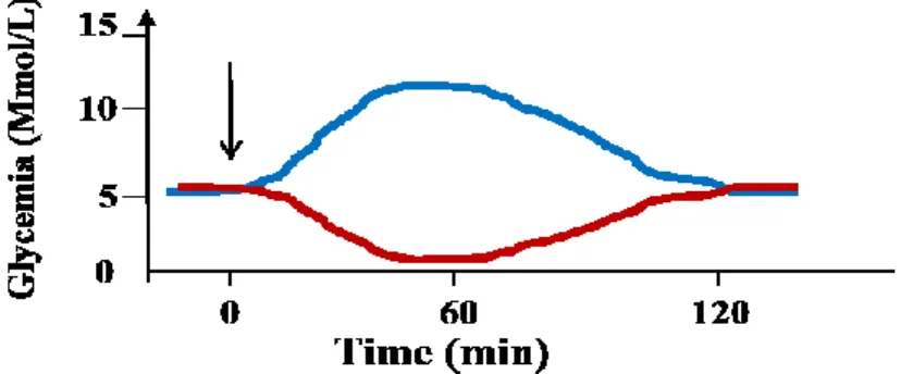 Figure  11.  Glycemia  measured  during  an  OGTT  or  ITT.  Glycemia  response  following an OGTT (blue line) and an ITT (red line) is shown