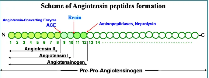 Figure 13. Scheme of angiotensin peptides formation. In black are shown the peptides used  and  generated  in  the  RAS  cascade