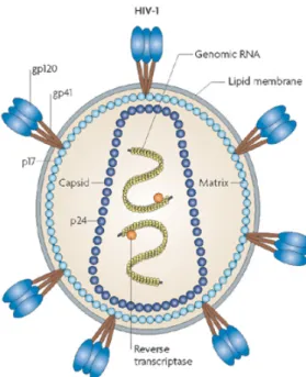 Figure  1:  HIV-1  Structure.  Shown  are  various  components  of  the  HIV-1  virions  including  the  envelope proteins gp120 and gp41, the capsid protein p24, the two copies of single stranded RNA 
