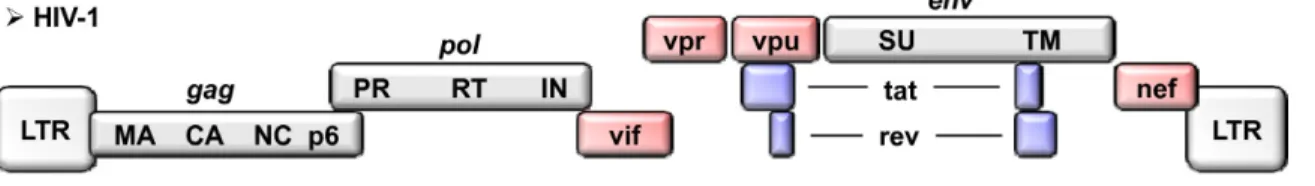 Figure 2: HIV-1 Genome.  This figure illustrates the structural and accessory genes that compose 