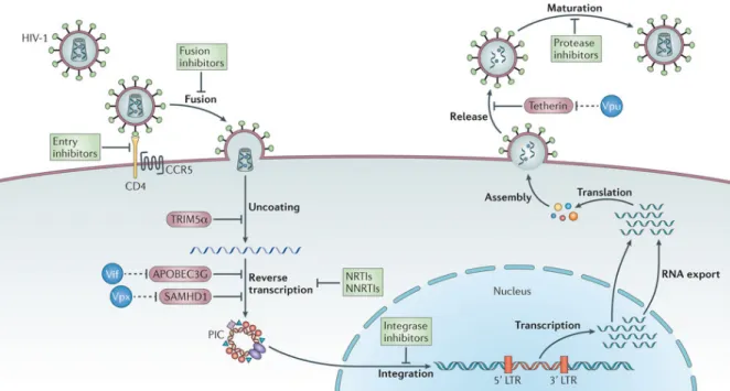 Figure 3: The regulation of the HIV-1 replication cycle by host factors and antiviral drugs