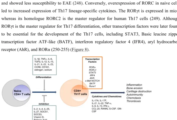 Figure 8: The Th17 differentiation program. Shown are molecular mechanisms involved Th17 