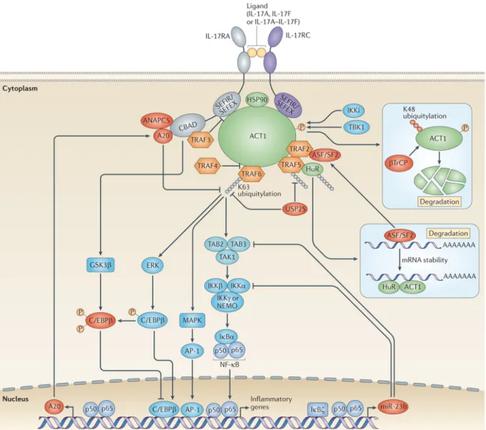 Figure 9: IL-17A and IL-17F signaling pathway.  Shown is the signaling cascade downstream  the IL-17 receptors RA and RC including molecules involved in the positive as well the negative 