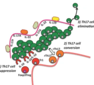 Figure  10:  Mechanisms  involved  in  the  regulation  of  Th17  cell  functions.  Shown  are 