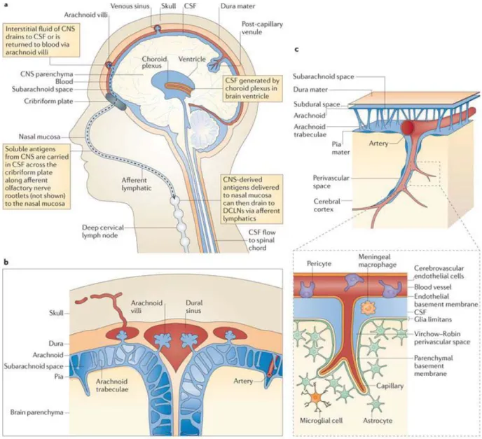 Figure 1 – The vascular system and CSF compartments of the CNS. A Image showing 