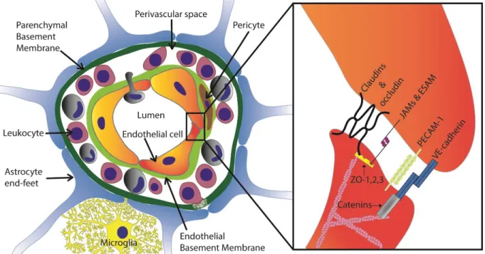 Figure 2 – The neurovascular unit (NVU). The NVU is composed of specialized endothelial 