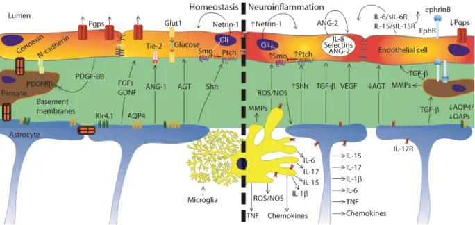 Figure  4  –  Paracrine  and  autocrine  regulation  of  the  BBB  during  homeostasis  and  inflammation