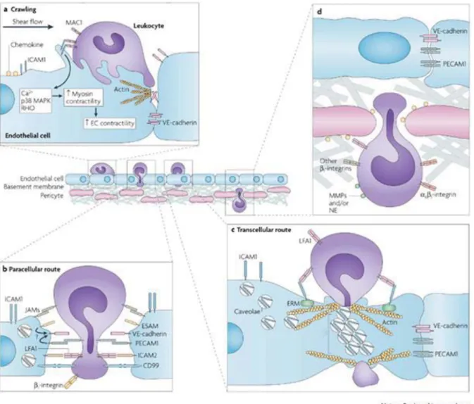 Figure  6  –  Dual  cellular  pathway  of  immune  cells  transmigration.  A  Immune  cell  firm 