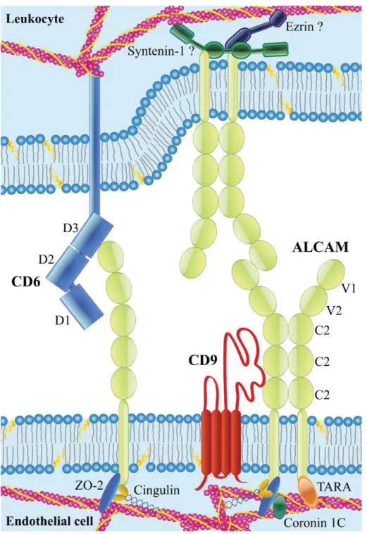 Figure  10  –  Schematic  representation  of  ALCAM  homophilic  and  ALCAM-CD6  heterophilic interaction