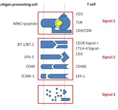 Figure 1.1 T cell activation 