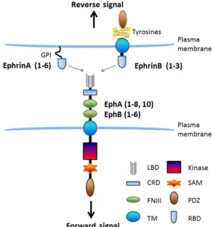 Figure 1.2 Signalling transduction of EPHs/EFNs  