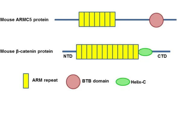 Figure 1.3 Diagram and structure of ARMC5 and β-catenin 