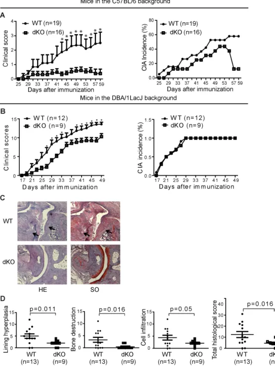 Figure 2.1 dKO mice were resistant to CIA induction 