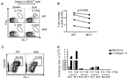 Figure 2.3 dKO T cells presented less help to B cells in mice of the C57BL/6 background 