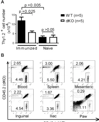 Figure 2.4 Compromised migration of dKO T cells to arthritic paws in mice of the C57BL/6  background 