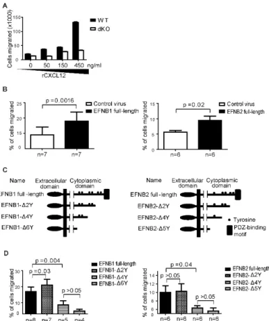 Figure 2.5 Efnb1 and Efnb2 expression affect T cell chemotaxis towards CXCL12 using mice  in the C57BL/6 background 