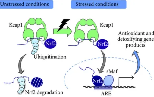 Figure 1-8. Keap1-Nrf2 stress response system. Stress-sensing system of Keap1 and Nrf2
