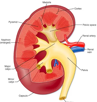 Figure 1-10. Structure of a human kidney, cut open to show the internal structures [243]