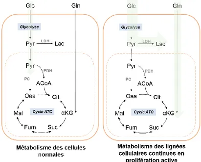Figure 5: Comparaison du métabolisme des cellules  normales  et  des  lignées  cellulaires  continues  en  prolifération active