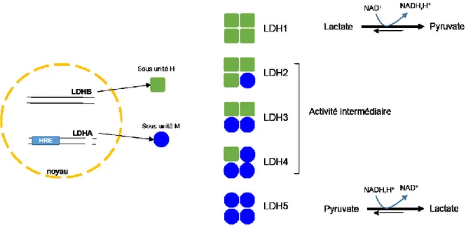 Figure 10: La lactate déshydrogénase (Porporato et al., 2011). 